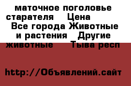 маточное поголовье старателя  › Цена ­ 2 300 - Все города Животные и растения » Другие животные   . Тыва респ.